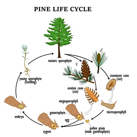 The Life Cycle Of A Pine Tree By Pine Kindergarten Worksheet - Pine Kindergarten Worksheet
