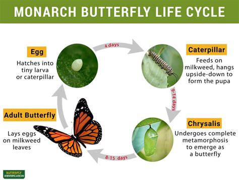 The Life Cycle Of Butterflies And Moths Thoughtco Life Cycle Of A Moth - Life Cycle Of A Moth