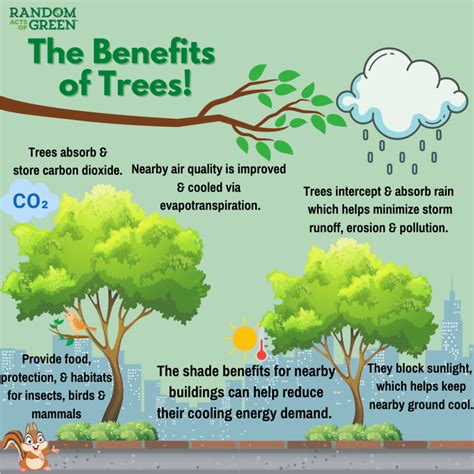 The Life Of Trees