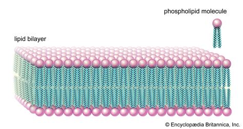 The Lipid Bilayer