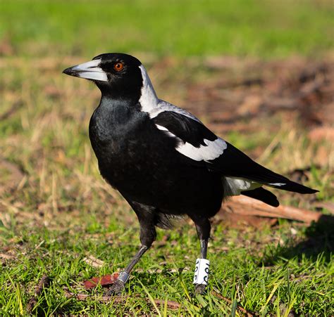 The Magpies