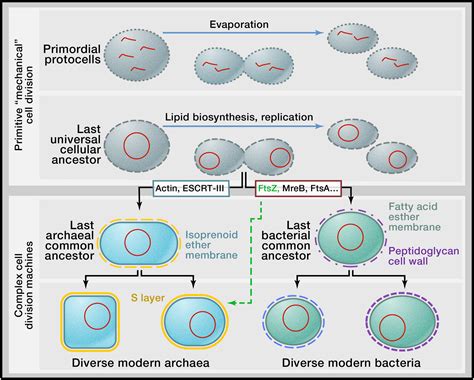 The Mechanics Of Cell Division Molecular Biology Of Duplication Division - Duplication Division