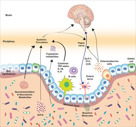 The Microbiota Gut Brain Axis Pathways To Better Introduction Of Life Science - Introduction Of Life Science