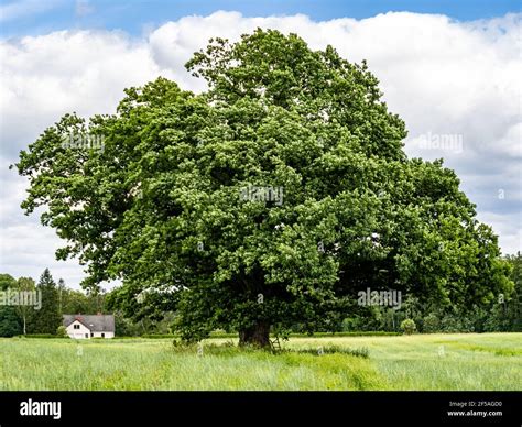 The Mighty Oak