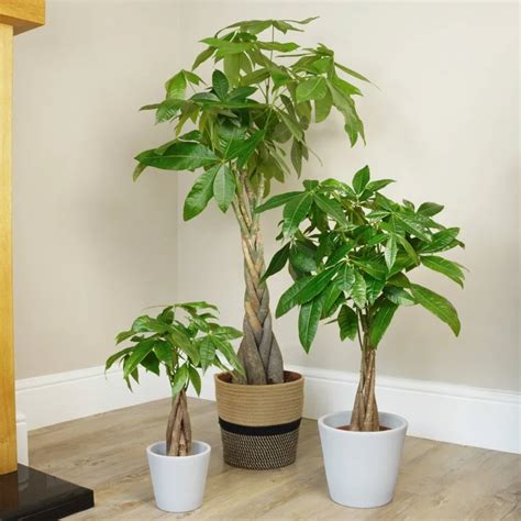 the money tree