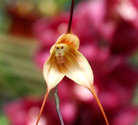 The Monkey Orchid Is A Flower That Looks Flowers That Look Like Orchids - Flowers That Look Like Orchids