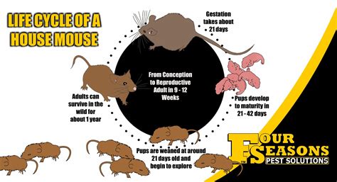 The Mouse Life Cycle Rochester Pest Control Experts Life Cycle Of A Mouse - Life Cycle Of A Mouse
