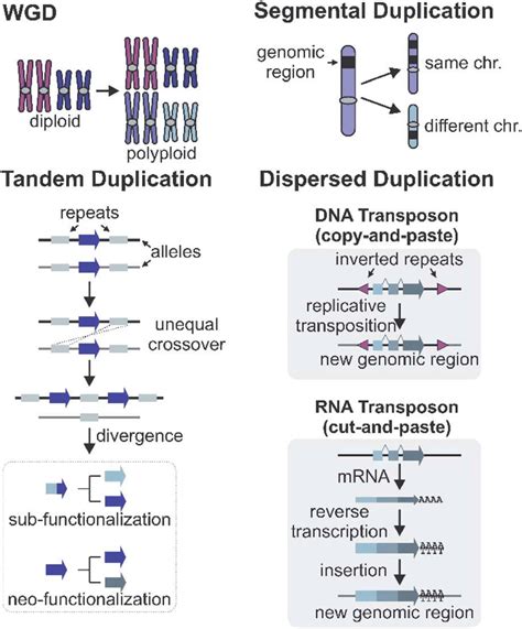The Multiple Fates Of Gene Duplications Deletion Duplication Division - Duplication Division