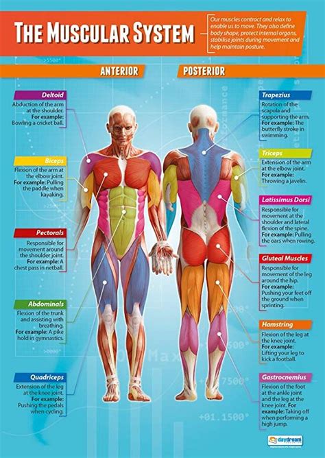 The Muscular System Aes Muscular System For Grade 5 - Muscular System For Grade 5