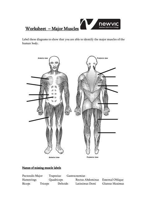 The Muscular System Free Educational Worksheets For K Muscular System Worksheet Middle School - Muscular System Worksheet Middle School