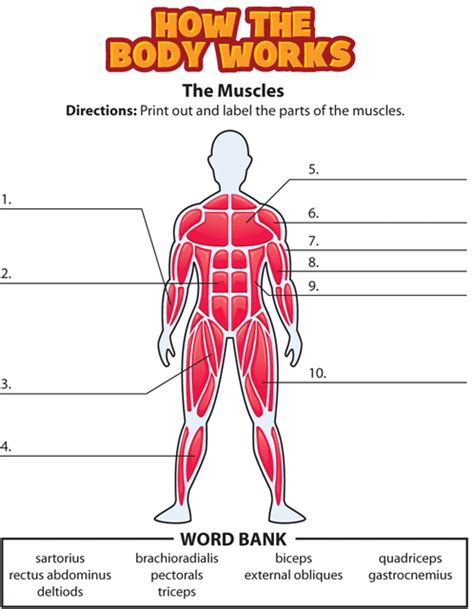 The Muscular System Interactive Activity Live Worksheets Muscular System Worksheet Grade 7 - Muscular System Worksheet Grade 7