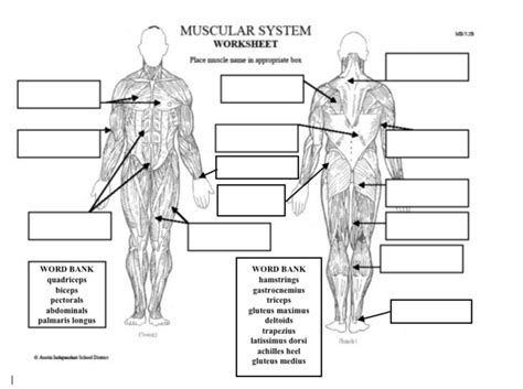 The Muscular System Labeling Flashcards Quizlet Label The Muscular System Worksheet - Label The Muscular System Worksheet