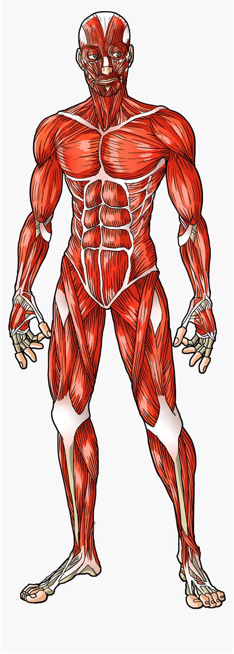 The Muscular System Library Pathfinder Muscular System For Grade 5 - Muscular System For Grade 5