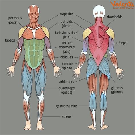 The Muscular System The Child 39 S World Muscular System For Grade 5 - Muscular System For Grade 5