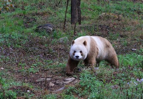 The Mystery Of Brown Pandas Revealed Their Color Brown Science - Brown Science