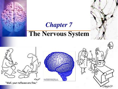the nervous system chapter 7 answer key