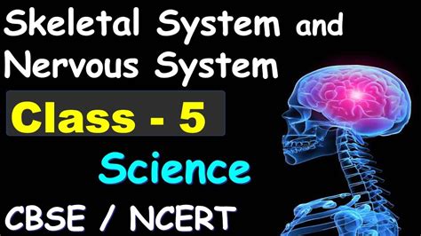 The Nervous System Class 5 Notes Classnotes123 Nervous System For 5th Grade - Nervous System For 5th Grade