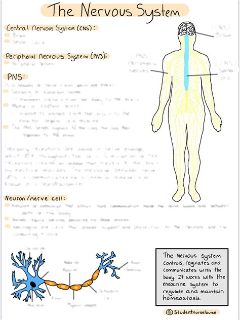 The Nervous System Questions And Revision Mme Central Nervous System Worksheet Answers - Central Nervous System Worksheet Answers