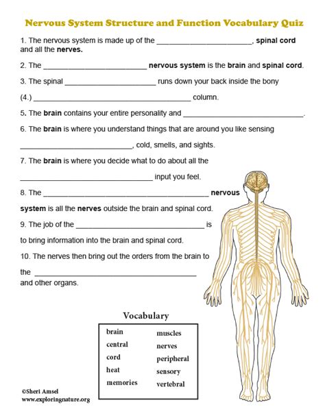 The Nervous System Questions With Answers And Pictures The Nervous System Worksheet Answer Key - The Nervous System Worksheet Answer Key