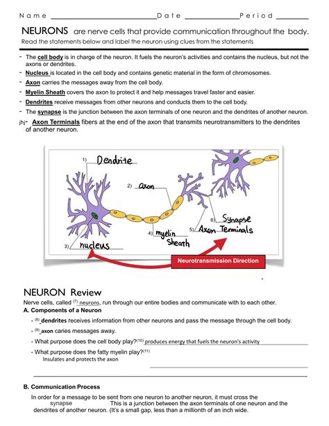 The Neuron Worksheet Live Worksheets Neurons 5th Grade Worksheet - Neurons 5th Grade Worksheet