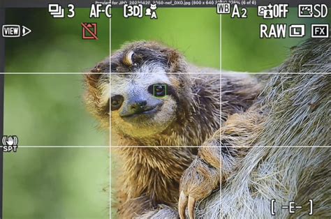 The Nikon Autofocus System Mastering Focus For Sharp Images Every Time
