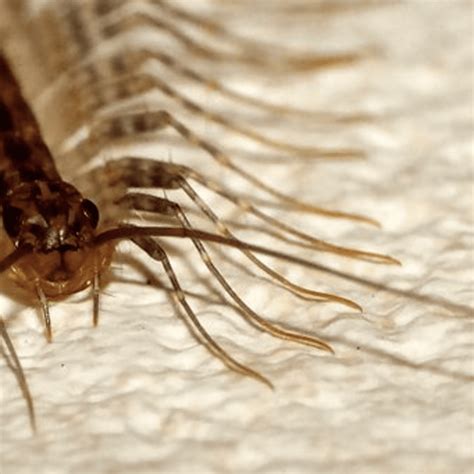 The Of Human Insects