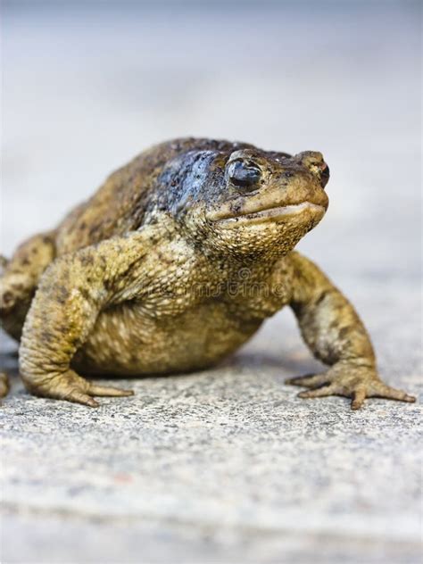 The Old Toad