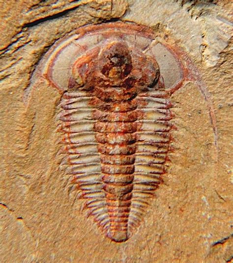 the oldest prokaryotic fossils have been dated: