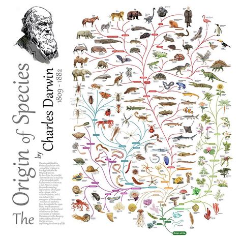 The Origin And Evolution Of Intelligence Arnold B Scheibel
