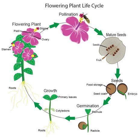 The Origins Of Flowering Plants And Pollinators Science Science Of Flowers - Science Of Flowers