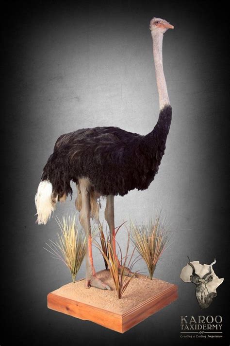 The Ostrich Mount