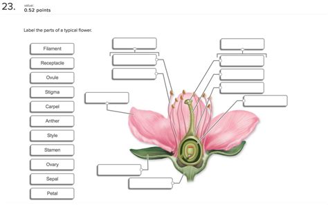 the parts of a flower (grade 6) Flashcards Quizlet