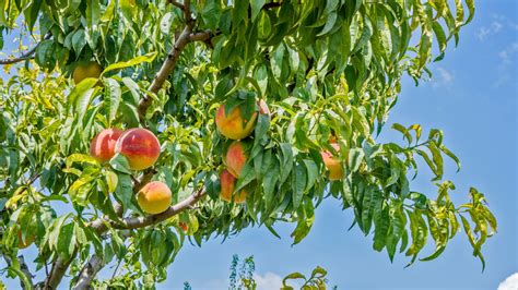The Peach Tree