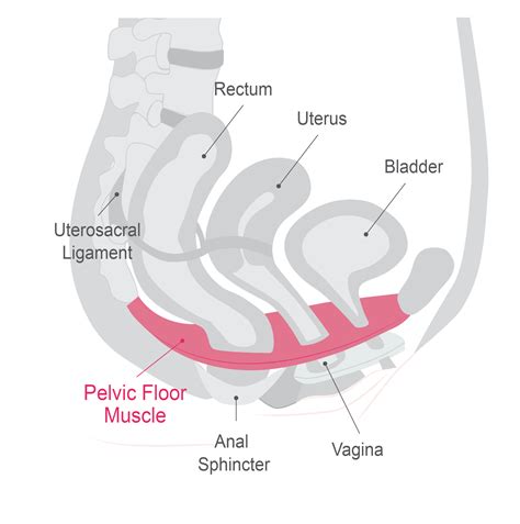 The Pelvic Floor