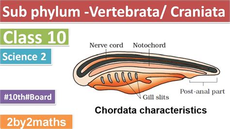The Phylum Vertebrata A Case For Zoological Recognition Comparing Vertebrates And Invertebrates - Comparing Vertebrates And Invertebrates