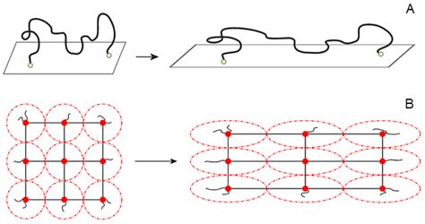 The Physics Of Rubber Elasticity