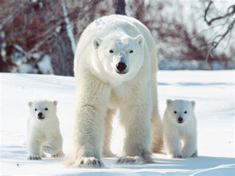the polar bear