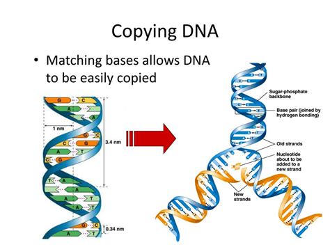 The Process Of Copying Dna Is Called