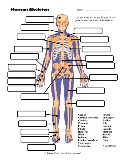 The Puzzle Corner Science Spot Human Body Systems Crossword Puzzle Answer - Human Body Systems Crossword Puzzle Answer