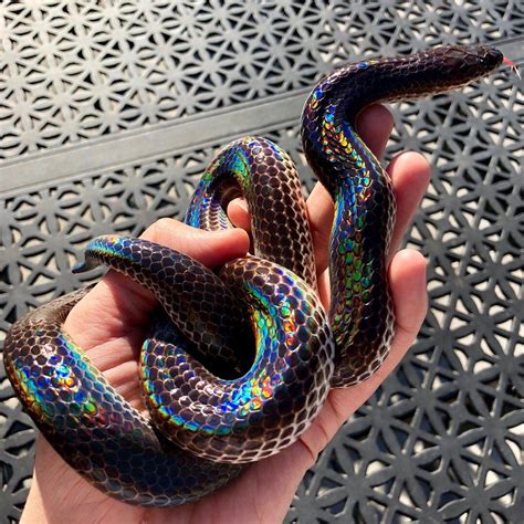 The Rainbow Snake