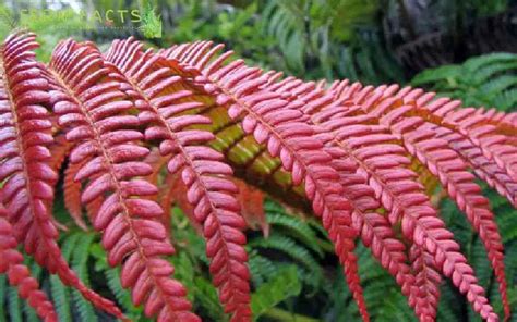 The Red Fern