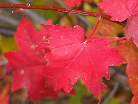 the red maple leaf