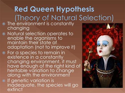 The Red Queen Evolution