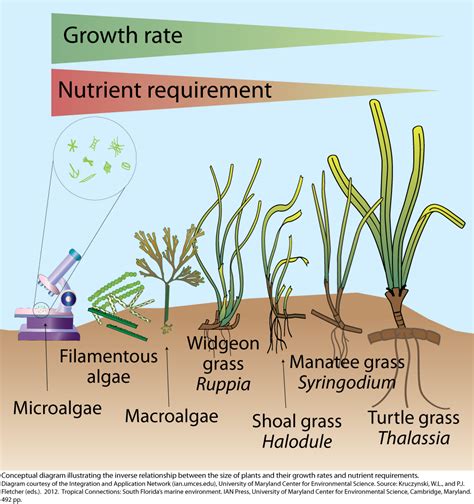 The Relationship Between Plant Growth And Water Consumption Different Science Experiments - Different Science Experiments