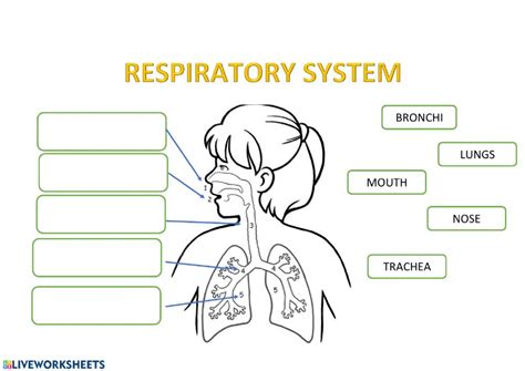 The Respiratory System Online Activity For Grade 8 Respiratory Structure Worksheet - Respiratory Structure Worksheet