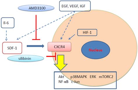 The Role Of Sdf 1 Cxcr4 Cxcr7 Axis In The Therapeutic Effects Of Hypoxia Preconditioned Mesenchymal Stem Cells For Renal Ischemia Reperfusion Injury - Data Togel China 2015
