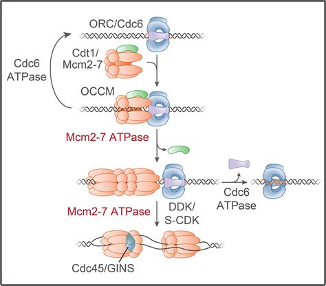 The Role Of The MCM2 7 Helicase Subunit MCM2 - MCM2