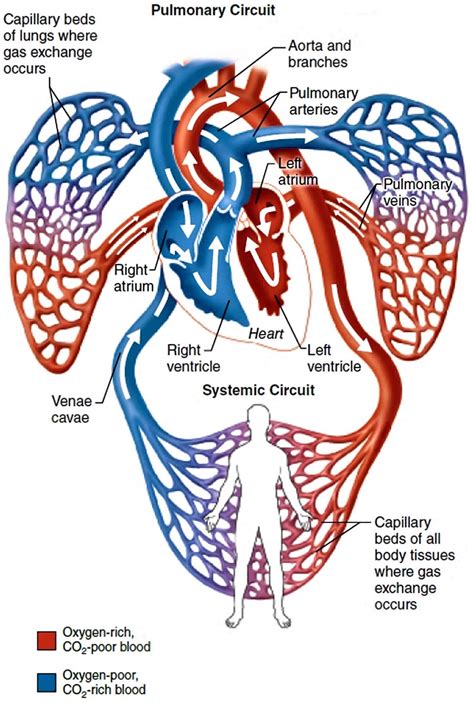 The Role Of The Pulmonary Veins On Left Blood Flow Science - Blood Flow Science