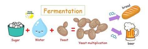 The Role Of Yeasts In Fermentation Processes Pmc Yeast Science - Yeast Science