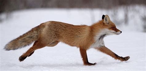 The Running Fox